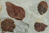 Four Fossil Leaves (Beringiaphyllum & Davidia) - Montana #223795-1
